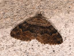 Attēlu rezultāti vaicājumam “Xanthorhoe quadrifasiata”