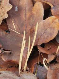 Attēlu rezultāti vaicājumam “Macrotyphula juncea”