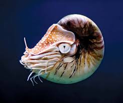 Attēlu rezultāti vaicājumam “Mollusca”