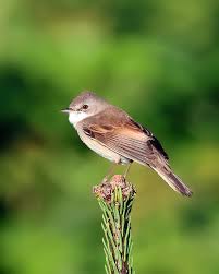 Attēlu rezultāti vaicājumam “Sylvia communis”