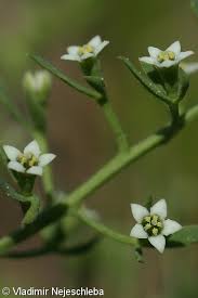 Attēlu rezultāti vaicājumam “Thesium ebracteatum”