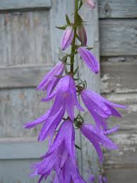 Image result for Campanula rapunculoides