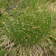 Attēlu rezultāti vaicājumam “Trichophorum cespitosum”