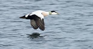 Attēlu rezultāti vaicājumam “Somateria mollissima male”