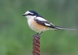 Image result for Lanius nubicus