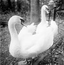 Image result for Sussex Swans