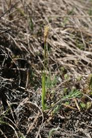Attēlu rezultāti vaicājumam “Carex caryophyllea leaf”