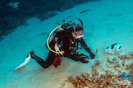 Image result for Seabug Divers