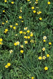 Attēlu rezultāti vaicājumam “Ranunculus acris”