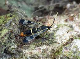 Attēlu rezultāti vaicājumam “Eriopygodes imbecilla”