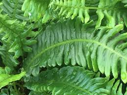 Attēlu rezultāti vaicājumam “Blechnum spicant”