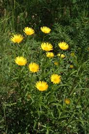 Image result for Buphthalmum salicifolium