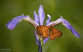Attēlu rezultāti vaicājumam “Boloria eunomia underside”