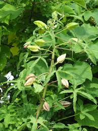 Image result for Abelmoschus moschatus