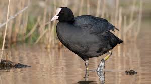 Attēlu rezultāti vaicājumam “Fulica atra”