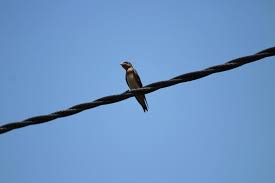 Attēlu rezultāti vaicājumam “Hirundo rustica adult”