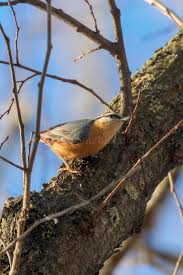 Attēlu rezultāti vaicājumam “Sitta europaea male”