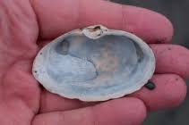 Attēlu rezultāti vaicājumam “Mya arenaria”