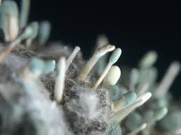 Attēlu rezultāti vaicājumam “Penicillium vulpinum”