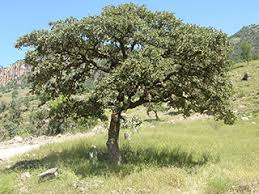 Attēlu rezultāti vaicājumam “Quercus”