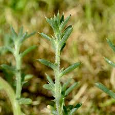 Attēlu rezultāti vaicājumam “Salsola kali”