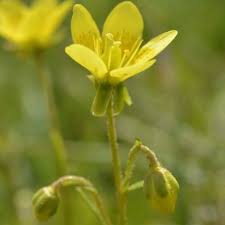 Attēlu rezultāti vaicājumam “Saxifraga hirculus”