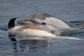 Image result for Stenella coeruleoalba