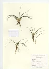 Attēlu rezultāti vaicājumam “Isoetes echinospora”