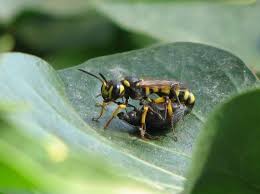Attēlu rezultāti vaicājumam “Cerceris arenaria”