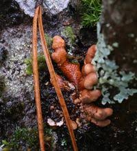 Attēlu rezultāti vaicājumam “Hypocreopsis lichenoides”