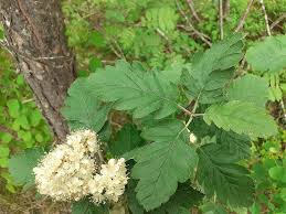 Attēlu rezultāti vaicājumam “Sorbus hybrida”