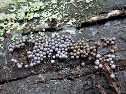 Attēlu rezultāti vaicājumam “Cribraria argillacea sessile”