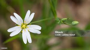 Attēlu rezultāti vaicājumam “Stellaria graminea flower”