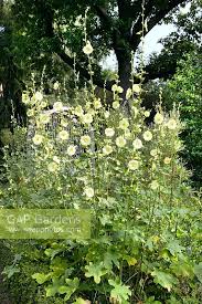 Image result for Alcea rugosa