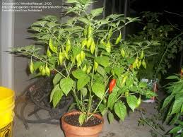 Afbeeldingsresultaat voor paper lantern hot pepper