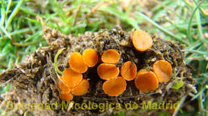 Attēlu rezultāti vaicājumam “Byssonectria fusispora”