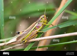 Attēlu rezultāti vaicājumam “Stethophyma grossum”