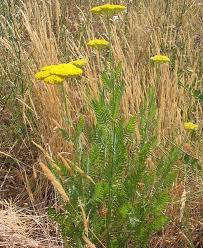 Image result for Achillea filipendulina