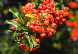 Attēlu rezultāti vaicājumam “Sorbus aucuparia fruit”