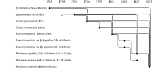 Attēlu rezultāti vaicājumam “Perichaena corticalis spores”