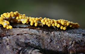 Attēlu rezultāti vaicājumam “Symphytocarpus trechisporus macro”