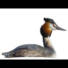 Attēlu rezultāti vaicājumam “Podiceps cristatus”