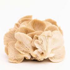 Attēlu rezultāti vaicājumam “Pleurotus ostreatus”