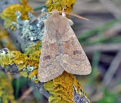 Attēlu rezultāti vaicājumam “Orthosia miniosa imago”
