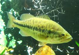 Image result for Micropterus salmoides