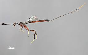 Attēlu rezultāti vaicājumam “Gasteruption jaculator imago”