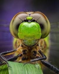 Attēlu rezultāti vaicājumam “Odonata”