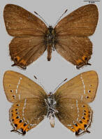 Attēlu rezultāti vaicājumam “Satyrium pruni”