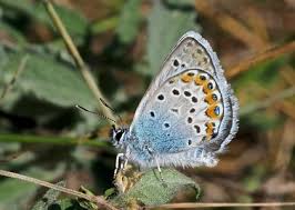 Attēlu rezultāti vaicājumam “Plebejus argus”