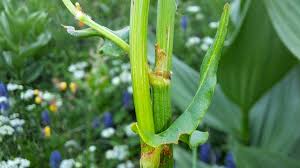 Attēlu rezultāti vaicājumam “Rumex acetosa bud”